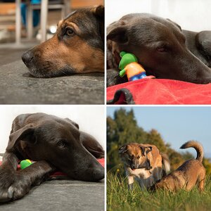 Hundealbum Sommer 2013