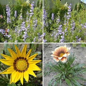 Im Garten