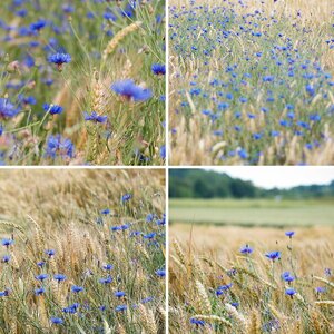 natur III