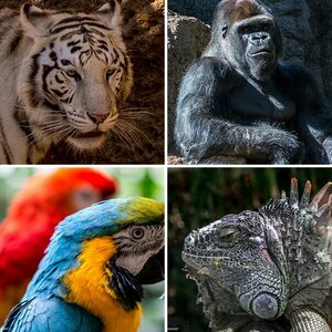 Loro Parque