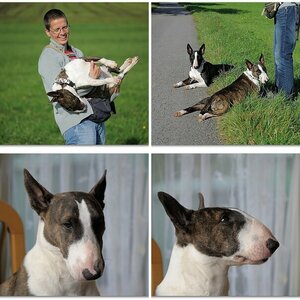 Bull-Terrier-IV