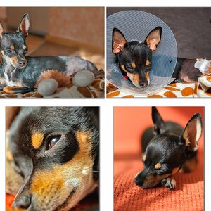 Hund Pepper