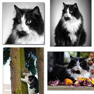 Tiere