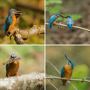 Die blauen Vögel am Flüsschen