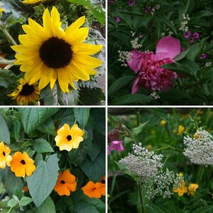 Blumen im Regen