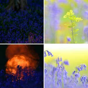 IM Wald der blauen Blumen
