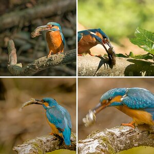 Die blauen Vögel am Flüsschen II