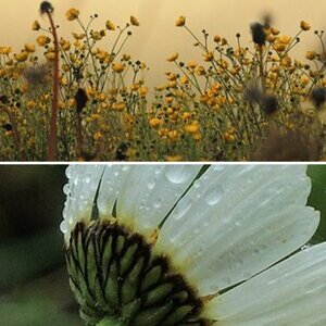 Blumenmakro