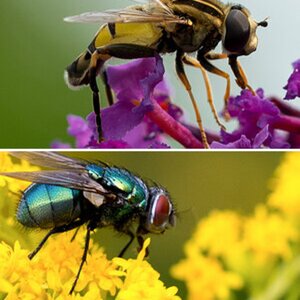 Insekten