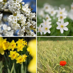 Blumen