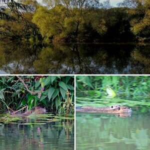 nutria