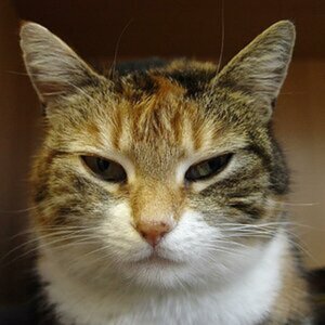 Tierportraits