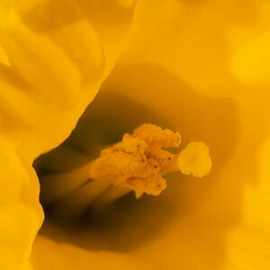 Blumen