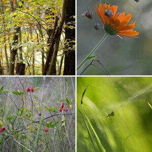 herbst