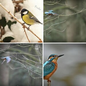 Vogel 9!