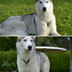 Volkis Bilder
