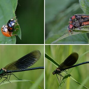 Insekten und andere Krabbeltiere