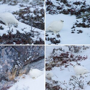 Grönland_Schneehühner