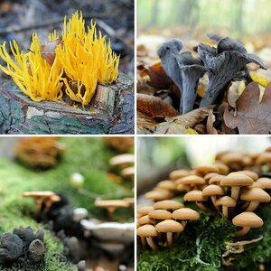 Pilze