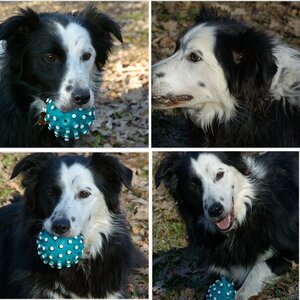 Mit den Hunden im Wald