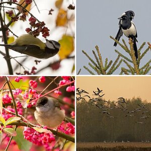 Vogelalbum I