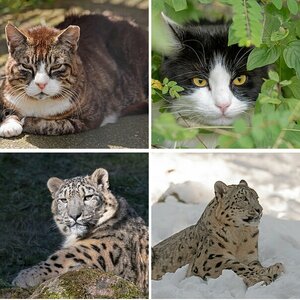 Große und kleine Katzen // Hunde