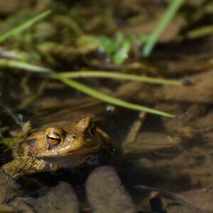 Amphibien