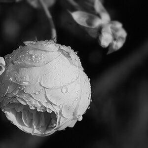 Blüten