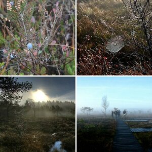 Schwarzes Moor
