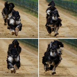 Hunderennen