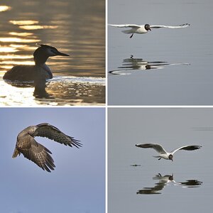 Vögel_4