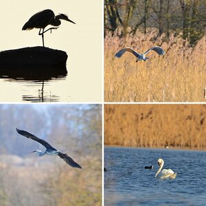 Enten, Gänse, Haubis, Kormorane, Reiher, Schwäne
