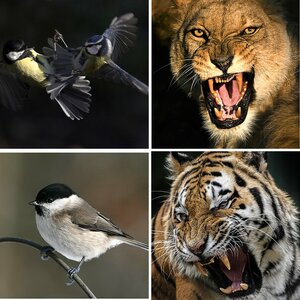 animal