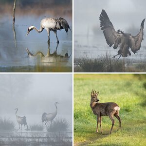 Tierfotos