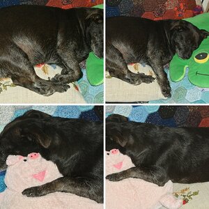 Weitere Tierfotos, II