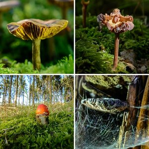 Pilze