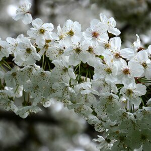 Blüten