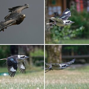 Flug
