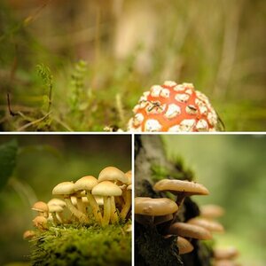 Pilze