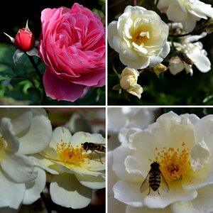 Blumen