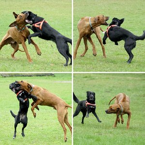 Hundespiel im Regen