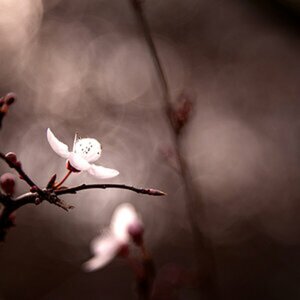 Bokeh