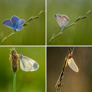 Insekten (10)