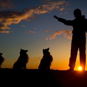 Dogs