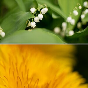 Blumen