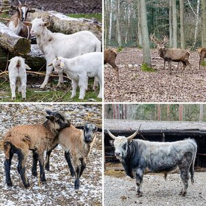 Hochwildpark Rheinland, Kommern