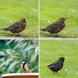 Vögel 3