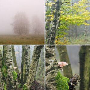 Schwarzes Moor Oktober 2014