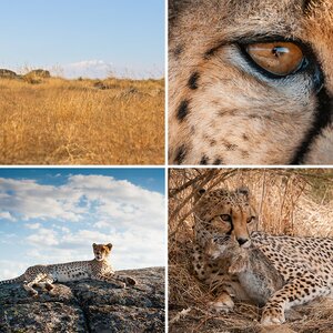 Cheetah's Rock