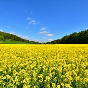 Landschaft